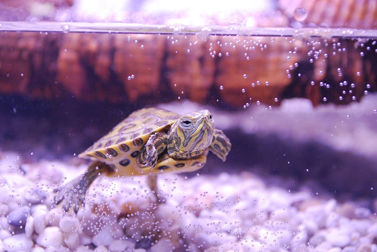 Comment prendre soin de ma tortue d'eau douce ?