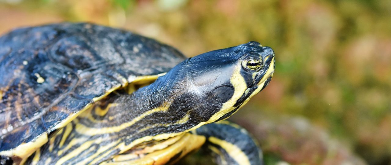 Comment Nourrir Une Tortue D Eau Douce Comment Nourrir Une Tortue D Eau Douce - Communauté MCMS