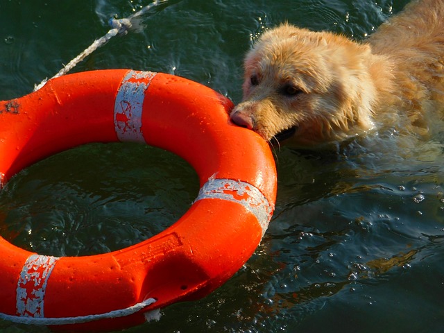 chien dans l'eau ramène bouée de sauvetage