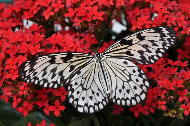 joli papillon blanc sur fleurs rouges
