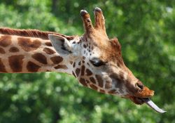 Girafe tire sa langue bleue