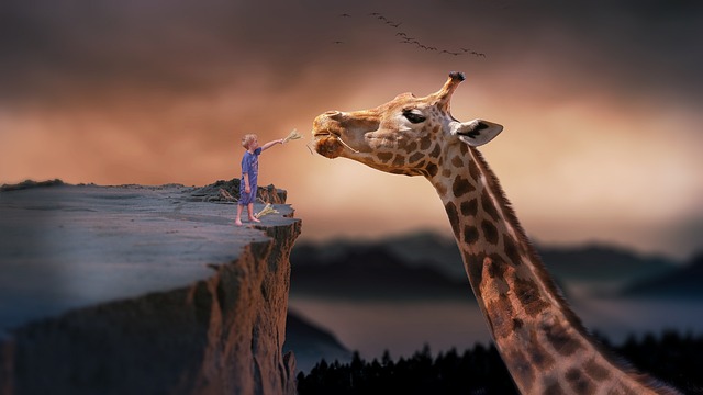 girafe et enfant sur le haut d'un montagne tend la main à la girafe à sa hauteur de tête