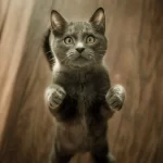 chat gris