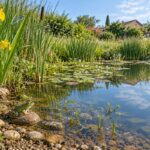 Mare naturelle avec grenouille verte au premier plan, libellule bleue sur une tige, iris jaunes et joncs, lumière matinale