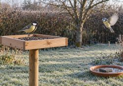 Mésange charbonnière posée sur une mangeoire plateau en bois avec graines de tournesol noir, une mésange bleue en vol à l'arrière, pelouse givrée, haie et arbre nus, soucoupe d'eau en terre cuite avec pierre, lumière matinale d'hiver.